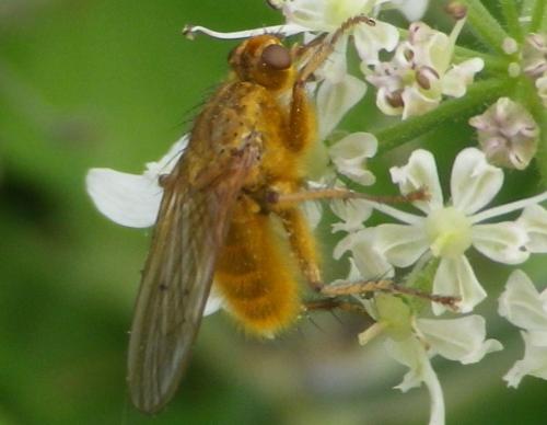 Réf. 132 130 : Scathophaga stercoraria