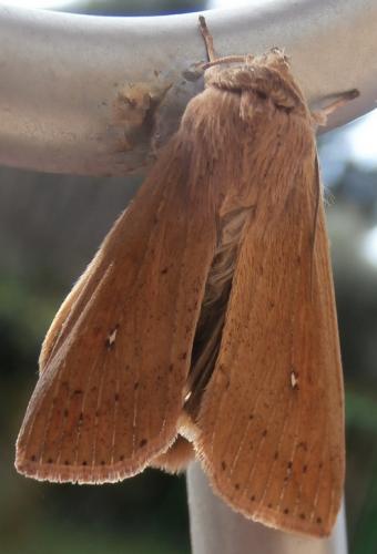 Mythimna unipuncta