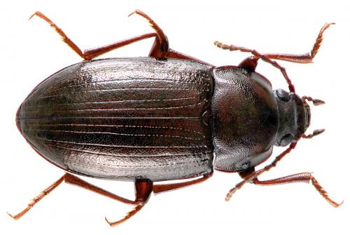 Nalassus laevioctostriatus