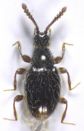 Réf. 132 406 : Euconnus campestris