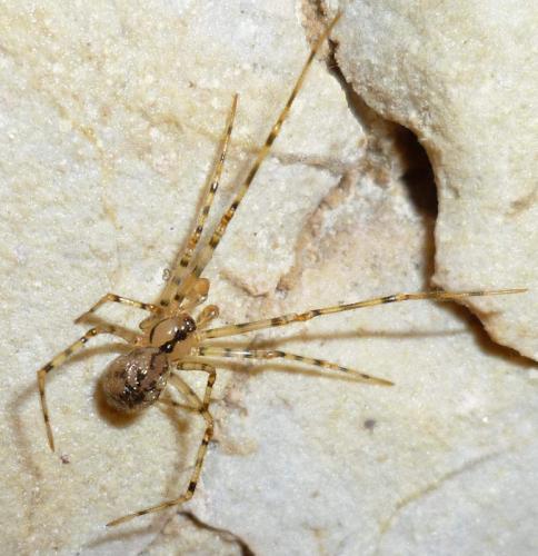Réf. 132 279 : Nesticus cellulanus
