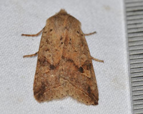 Agrochola blidaensis