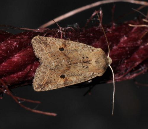 Agrochola blidaensis