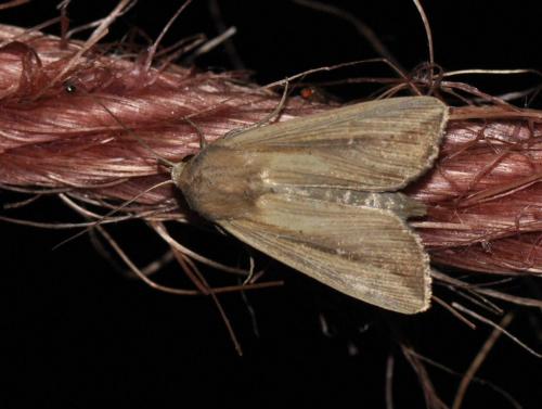 Leucania loreyi