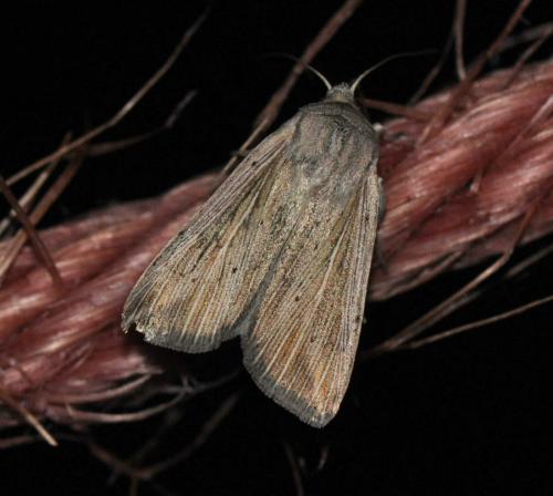 Mythimna riparia