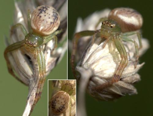 Diaea sp.