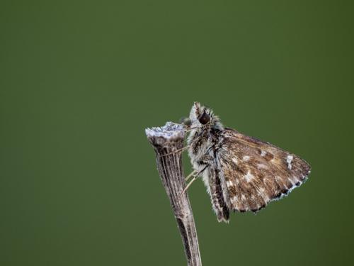Réf. 132 960 : Carcharodus alceae