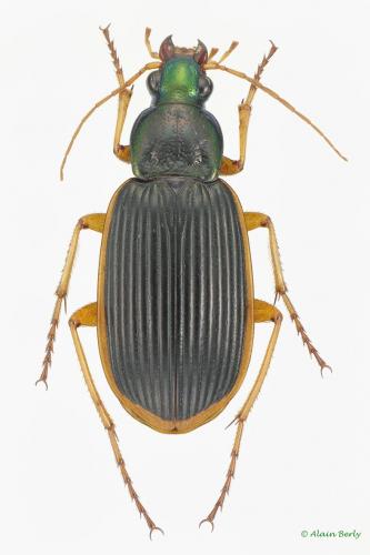 Chlaenius circumscriptus