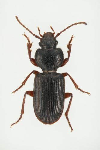 Carterus rotundicollis