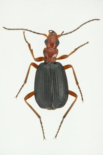 Brachinus nigricornis