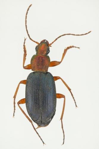 Réf. 132 661 : Chlaenius chrysocephalus