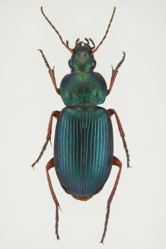 Réf. 132 783 : Chlaenius decipiens