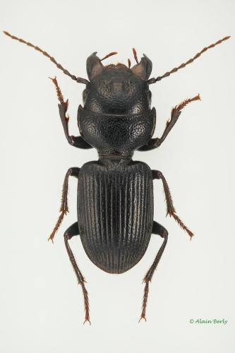 Dixus clypeatus