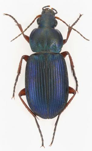 Réf. 132 802 : Chlaenius decipiens