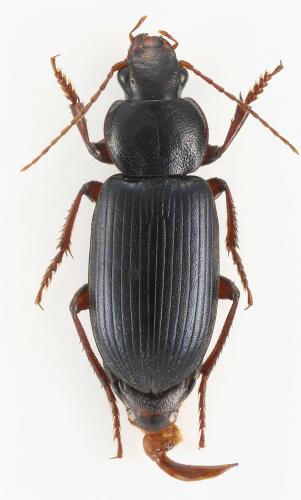 Ophonus ardosiacus