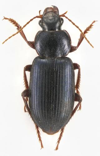 Ophonus ardosiacus