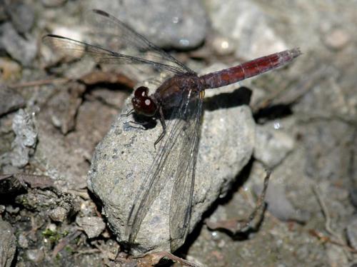 Erythrodiplax fusca
