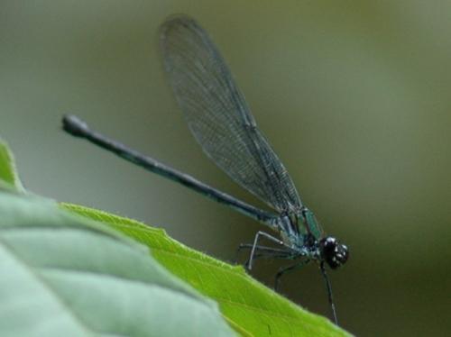 Mnesarete sp.
