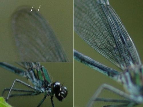 Mnesarete sp.