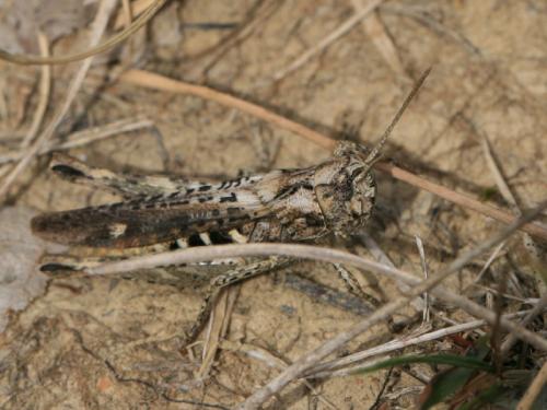 Chorthippus sp.