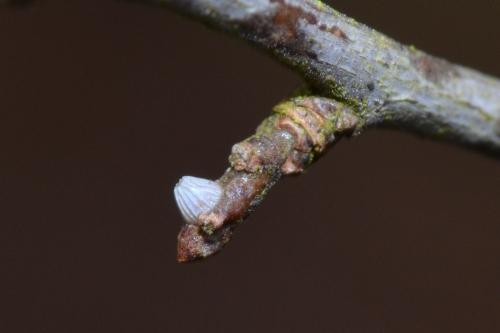 Réf. 132 714 : Heliconiinae inconnu