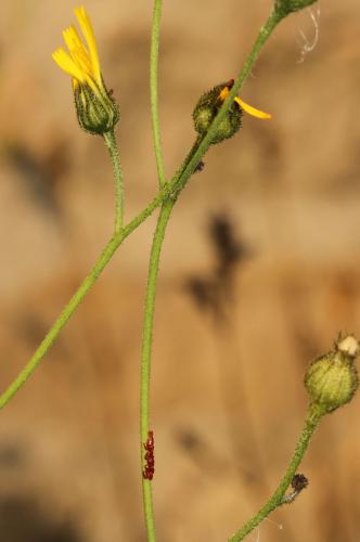 Réf. 132 863 : Rhopalus sp.