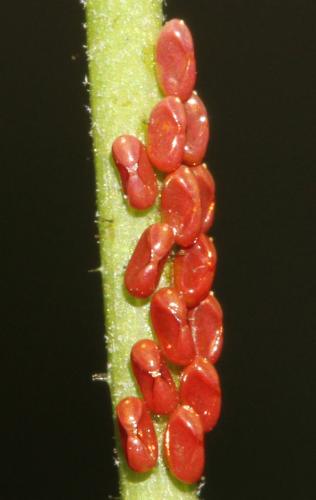 Rhopalus sp.