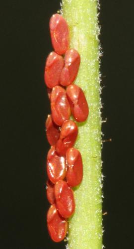 Réf. 132 865 : Rhopalus sp.