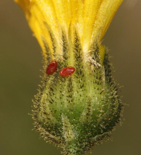 Rhopalus sp.