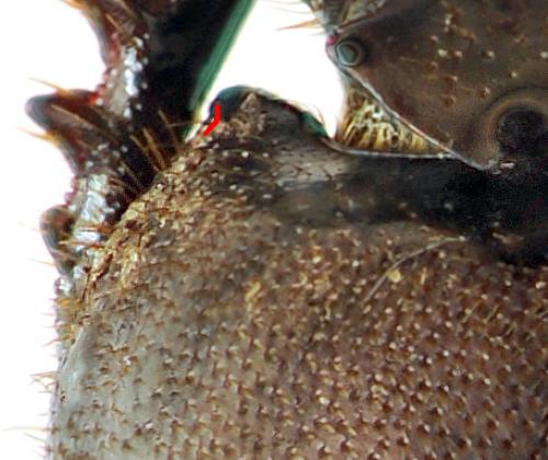 Réf. 132 063 : Onthophagus fracticornis