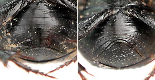 Onthophagus verticicornis