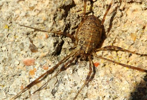 Paroligolophus agrestis
