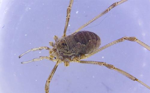 Phalangium opilio
