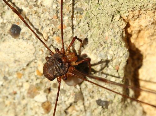 Réf. 132 241 : Dicranopalpus ramosus