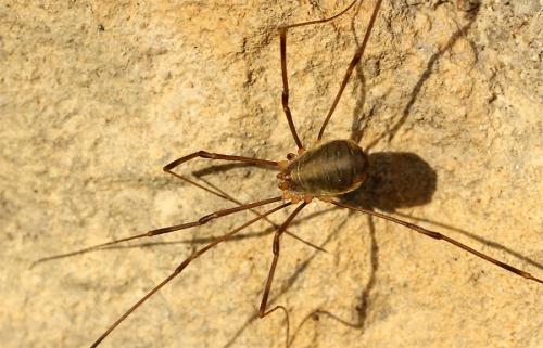 Réf. 132 242 : Opilio canestrinii