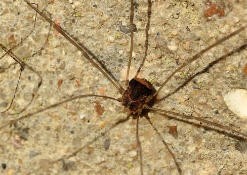 Leiobunum blackwallii