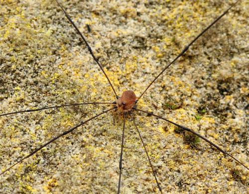 Leiobunum blackwallii