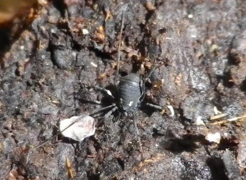 Nemastoma lugubre