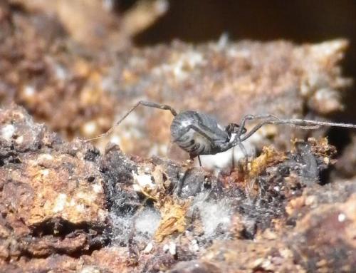 Nemastoma lugubre