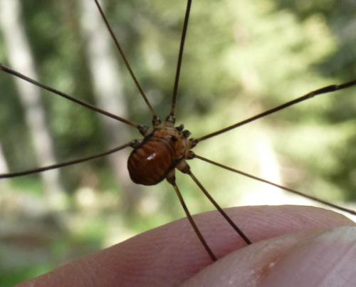Réf. 132 990 : Leiobunum limbatum