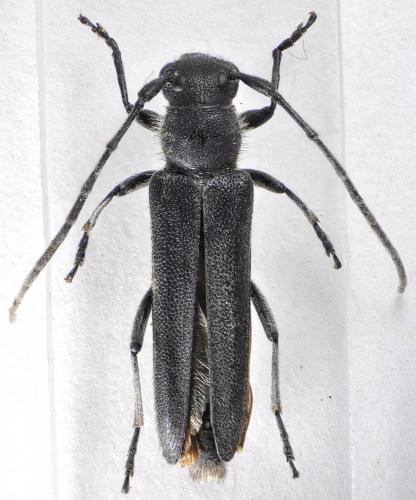 Réf. 132 725 : Opsilia coerulescens