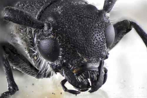 Opsilia coerulescens
