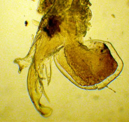 Réf. 132 920 : Chordeuma proximum