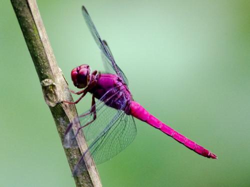 Orthemis discolor