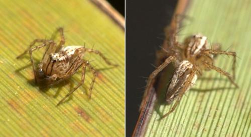 Oxyopes gracilipes