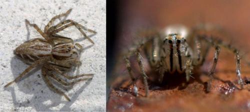 Réf. 132 447 : Oxyopes gracilipes