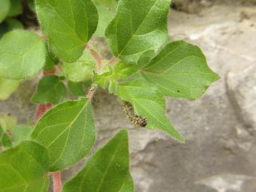 Polygonia egea