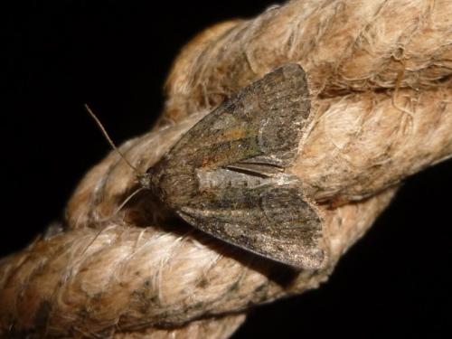 Réf. 132 505 : Oligia sp.