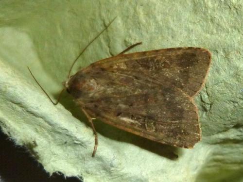 Diarsia brunnea