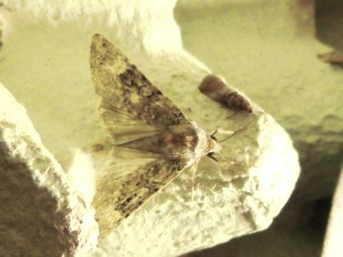 Réf. 132 682 : Anaplectoides prasina